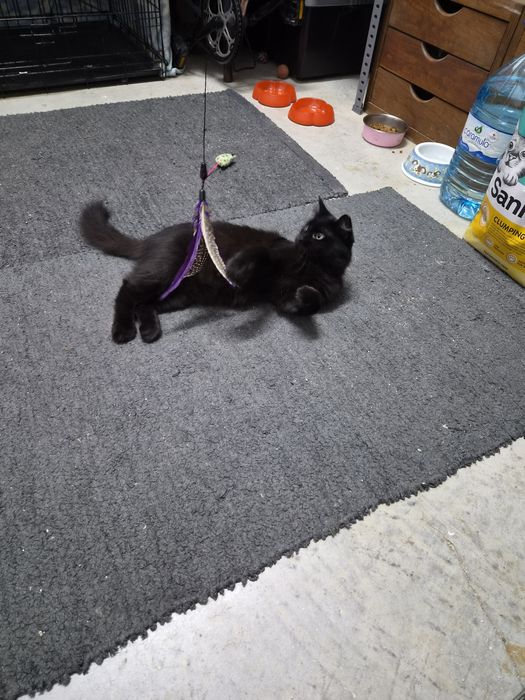 Gatinhos para adopção
