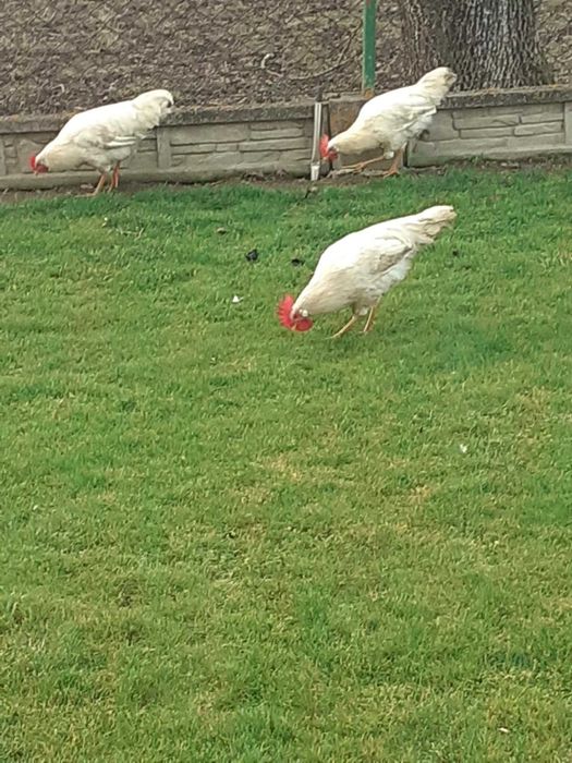 leghorny leghorn koguty