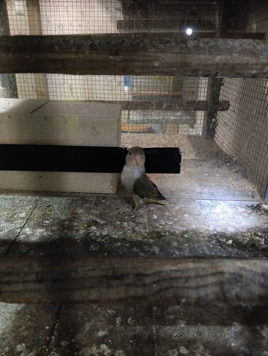 Agapórni fêmea longfeather