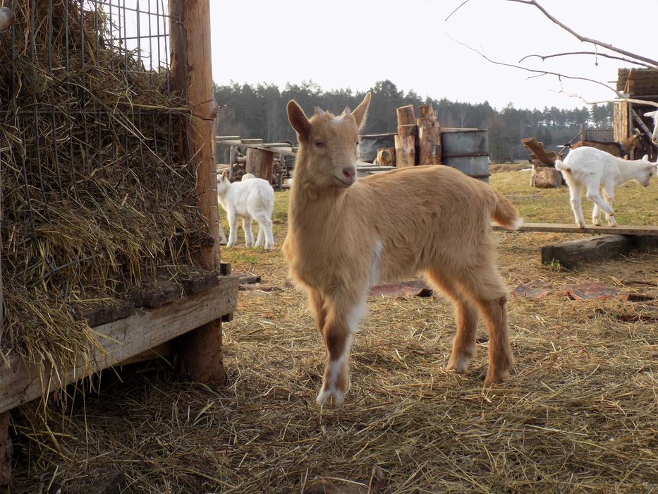koziołki miesięczne częściowo samodzielne pobierają pasze