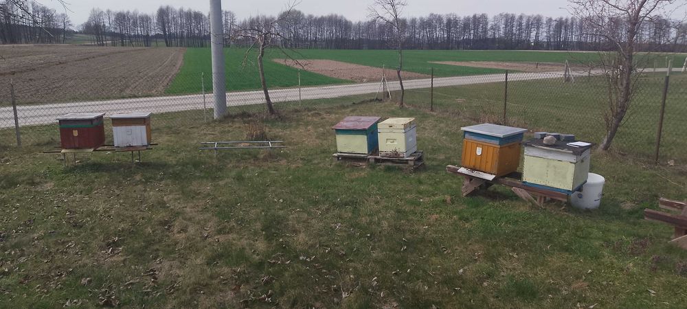 Przezimowane rodziny pszczele, ul Dadant