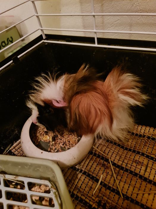 Świnka morska rozetka samica 2 miesiące