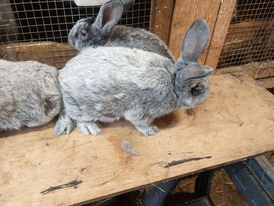 Wjs Wielki jasnosrebrzysty rodowód