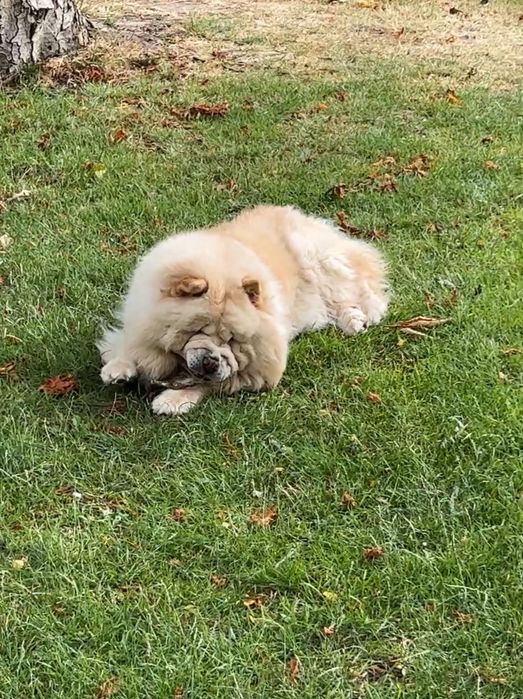Pies rasy Chow Chow