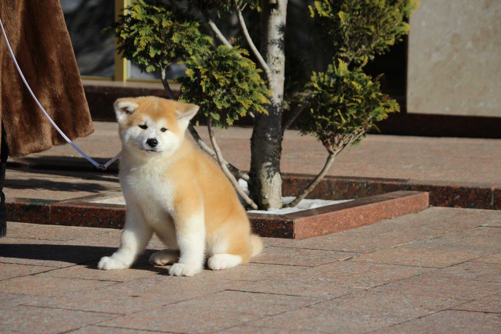 Акіта іну цуенята ,розплідник