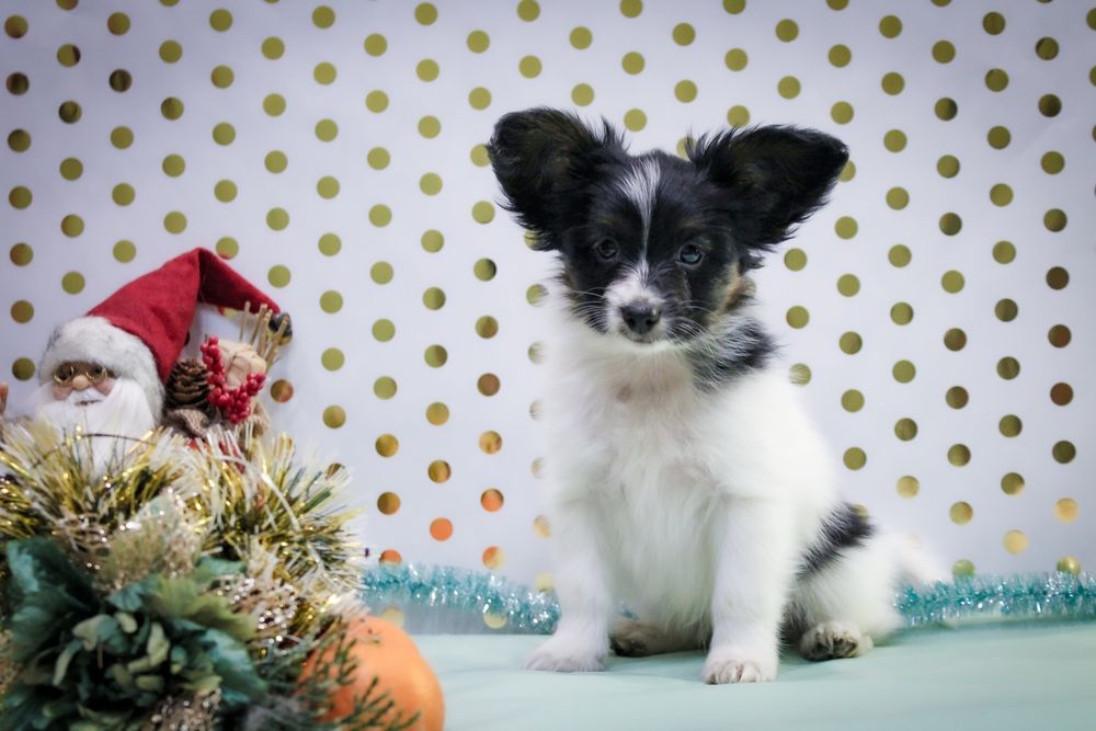 Неймовірний малюк триколор