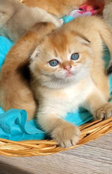 Ласковые малыши золотая шиншилла,  ручные