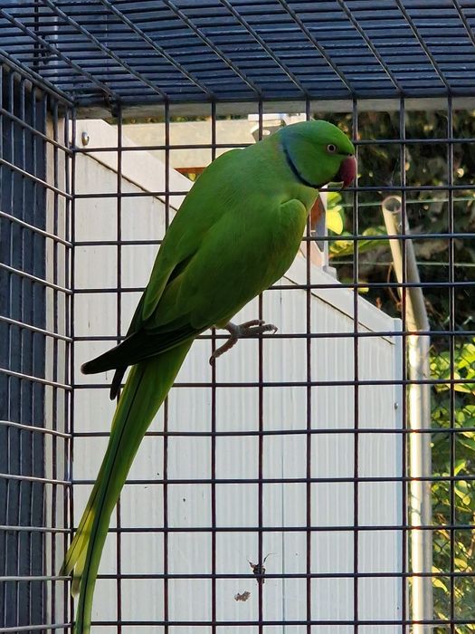 Tenho Ring Necks de 2024 e 2025