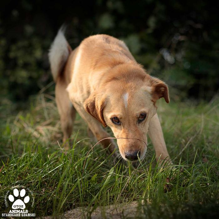 Przyjazny psiak Grzesiek do adopcji