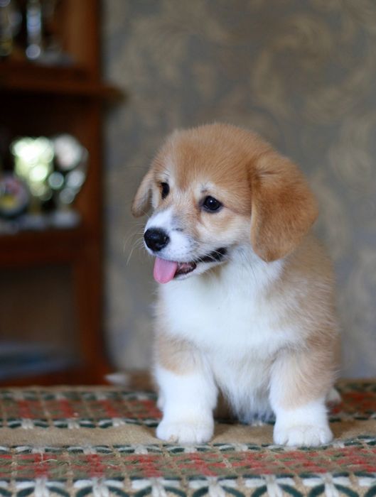 Красунечка коргі, яскраво руда, від тестованих батьків КСУ