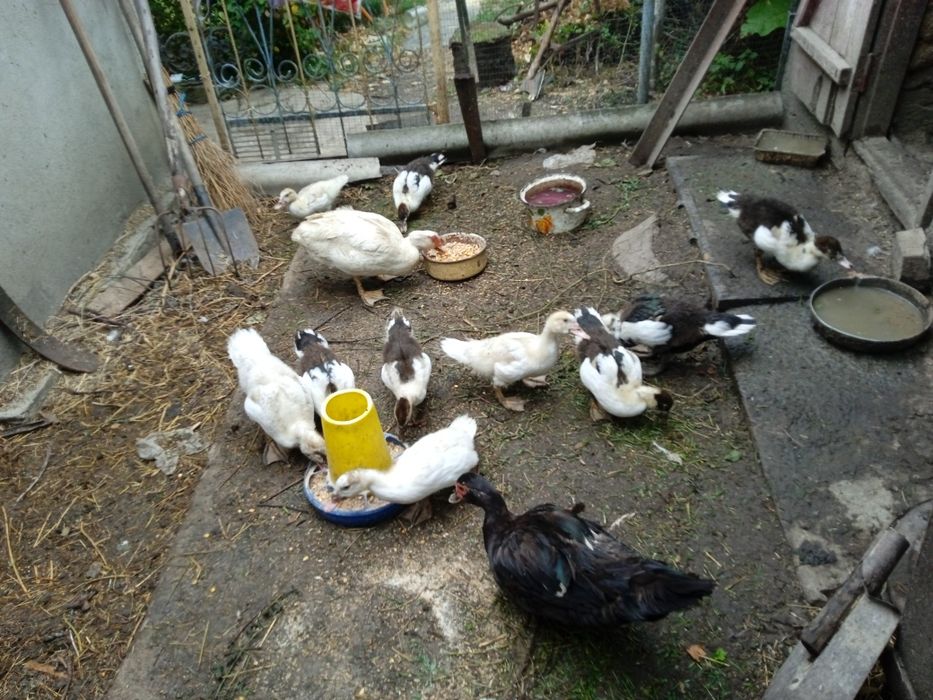 Качки шипуни німецької лінії