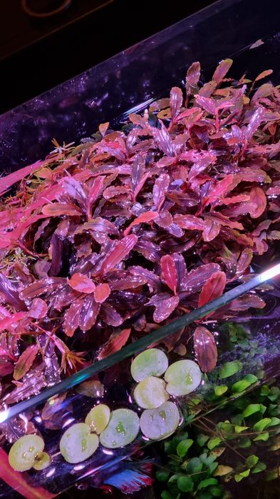 Bucephalandra Theia