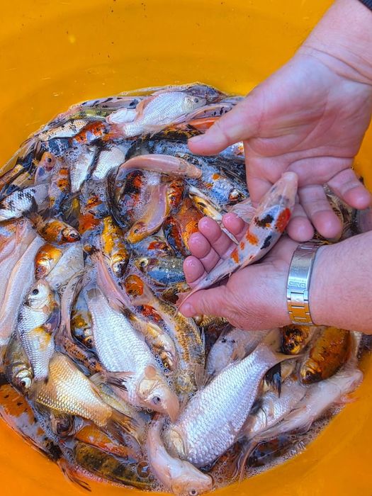 Koi karp karaś orfa złoty lin amur