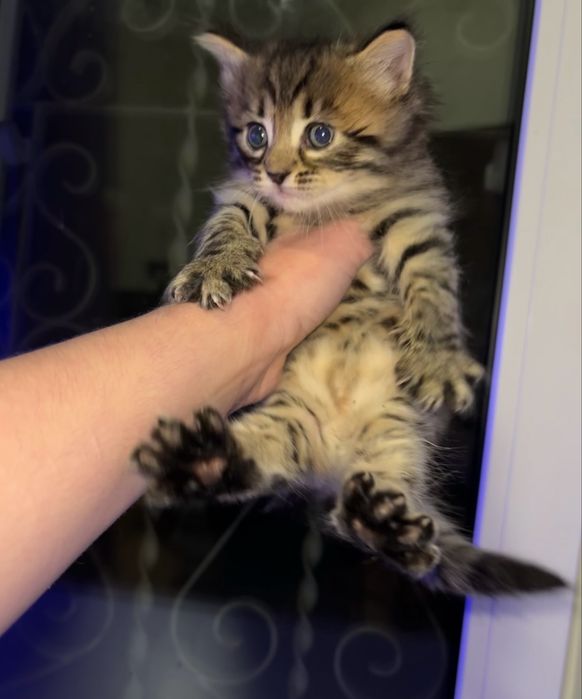 Маленький котик шукає сімʼю