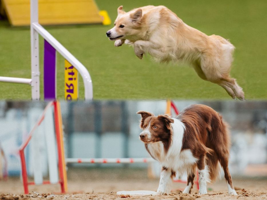 Цуценята бордер коллі Бордер колли Бордер колі