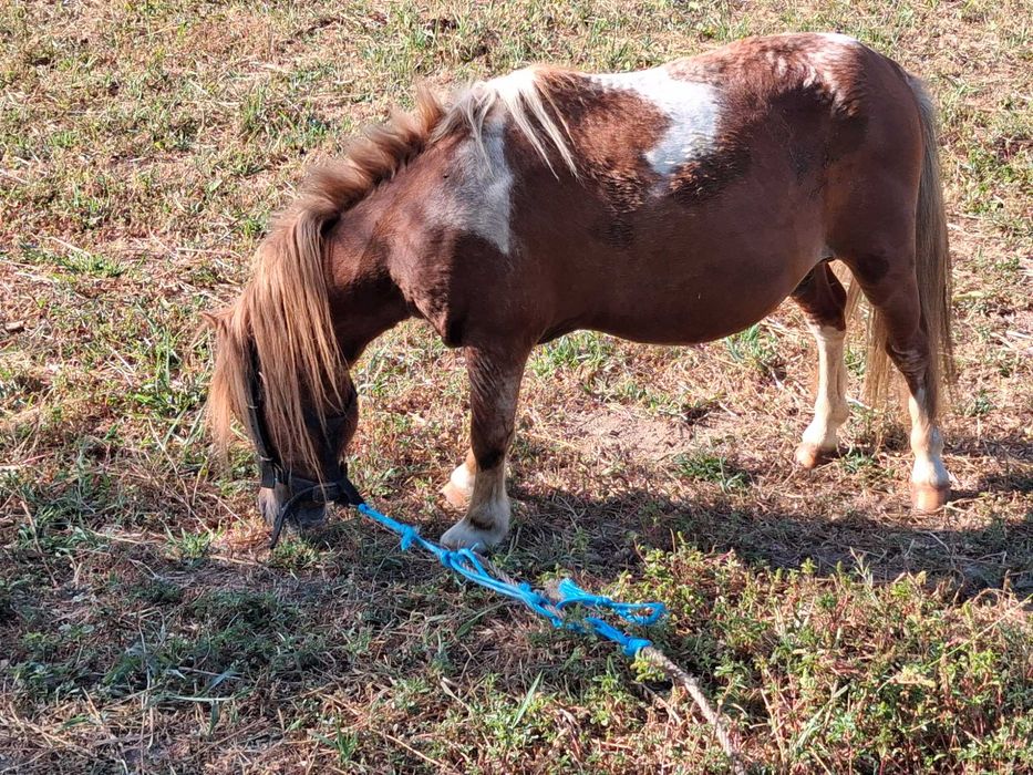 Vendo pónei macho enteiro muito meigo