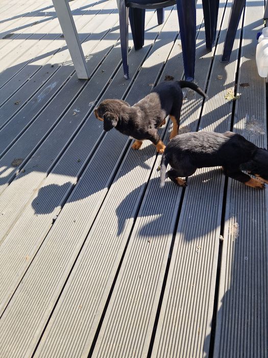 Odam suczki  4 sam juz samodzielne .