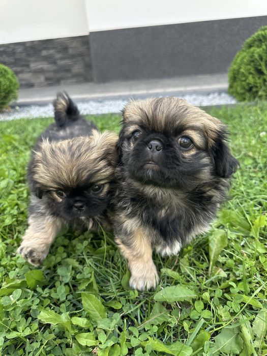 Oddam do kochających domów suczki rasy pekińczyk