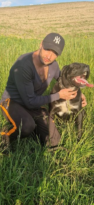 Кане корсо.вязка.родословная.КСУ