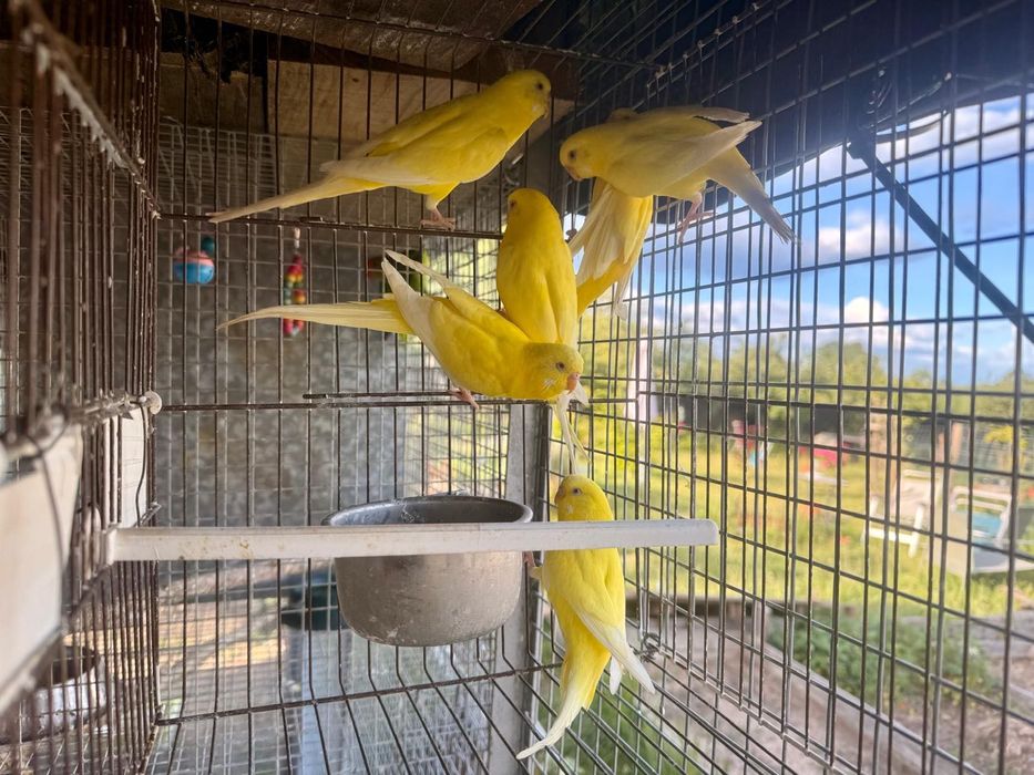 Agapornis e Periquitos Puros