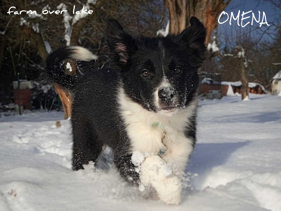 Suczka Border Collie ZKwP (FCI)