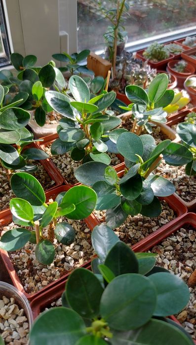 Ficus Panda Фикус Панда (Dollar ficus)