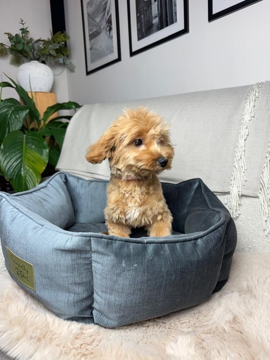 maltipoo suczka gotowa