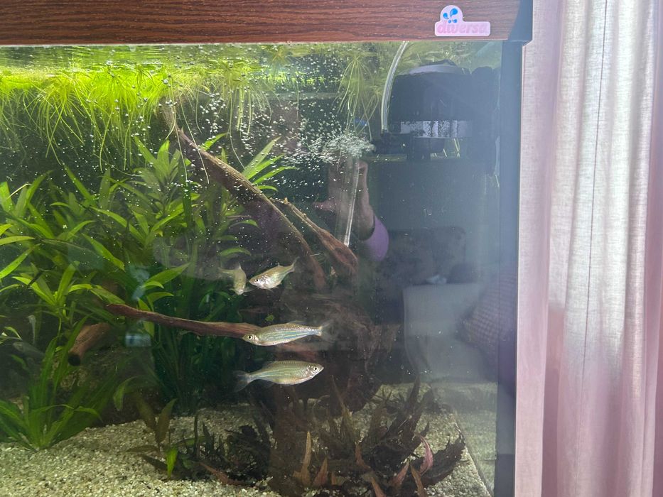 Akwarium kompletne z życiem