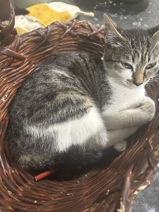 gatinhos para adocao