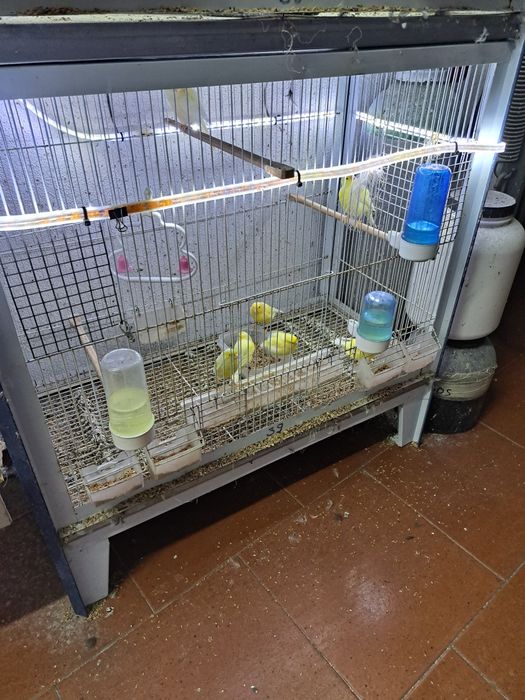 Canários e canarias