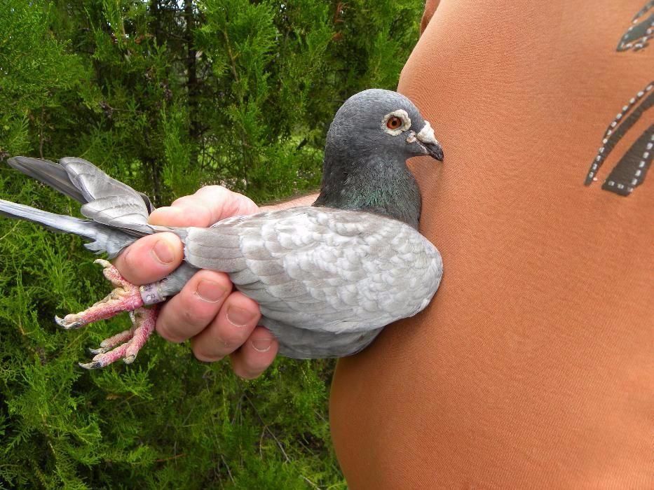 Gołębie pocztowe- młode 2026 Fulgonii,Van de Bosh,