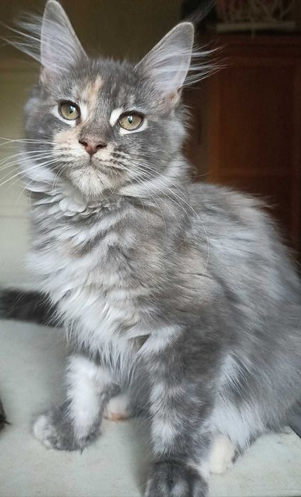 Мейн Кун девочка 5 месяцев