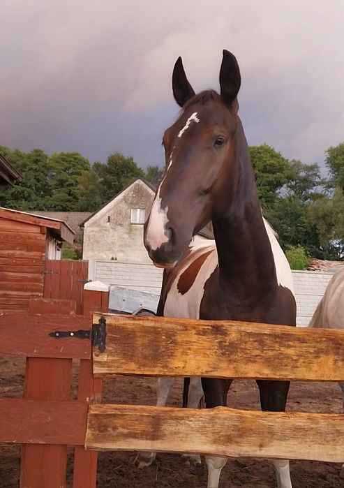 Sprzedam konia Rubin zajeżdżony