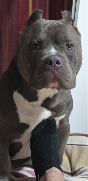 Dou american bully