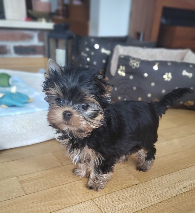 Yorkshire Terrier piękny piesek ZKwP FCI