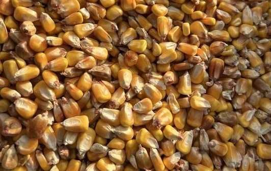 Łubin karo           .