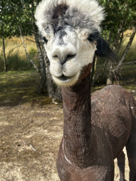Sprzedam 3 alpaki samce, cena za wszystkie