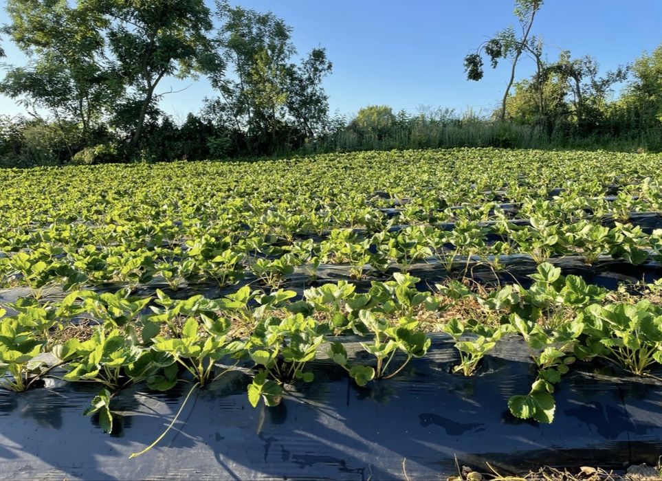 Плівка для мульчування полуниці, клубніки