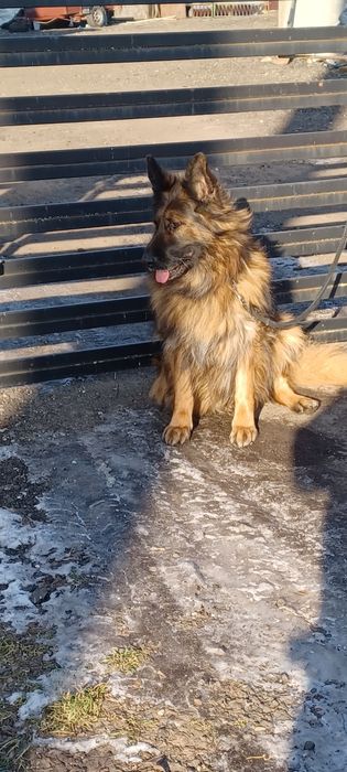 Oddam za darmo sunie owczarka niemieckiego