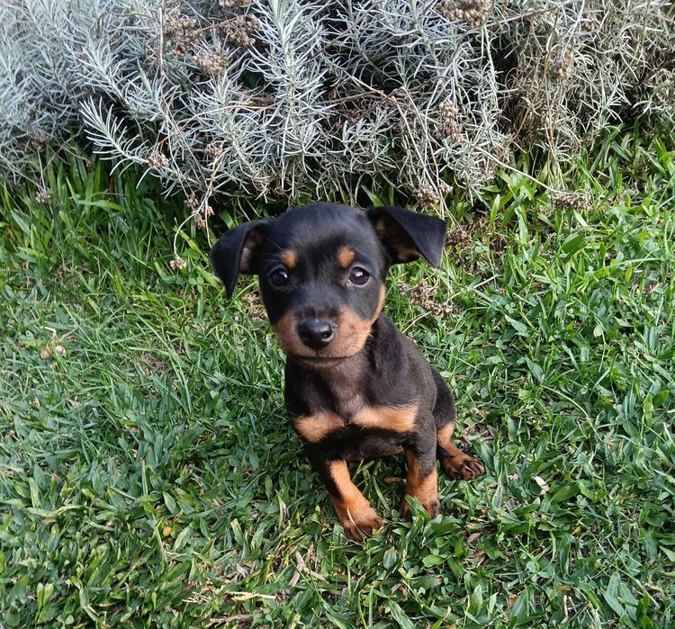 Pinscher fêmea linda