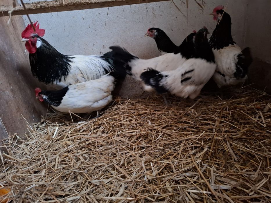 Jaja lęgowe Lakenfelder plus 7 ras