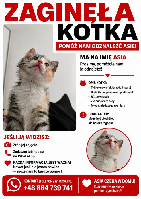Zaginęła kotka Asya.
