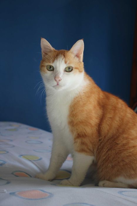 CASTRADO | Gato vacinado disponível para Adoção Responsável