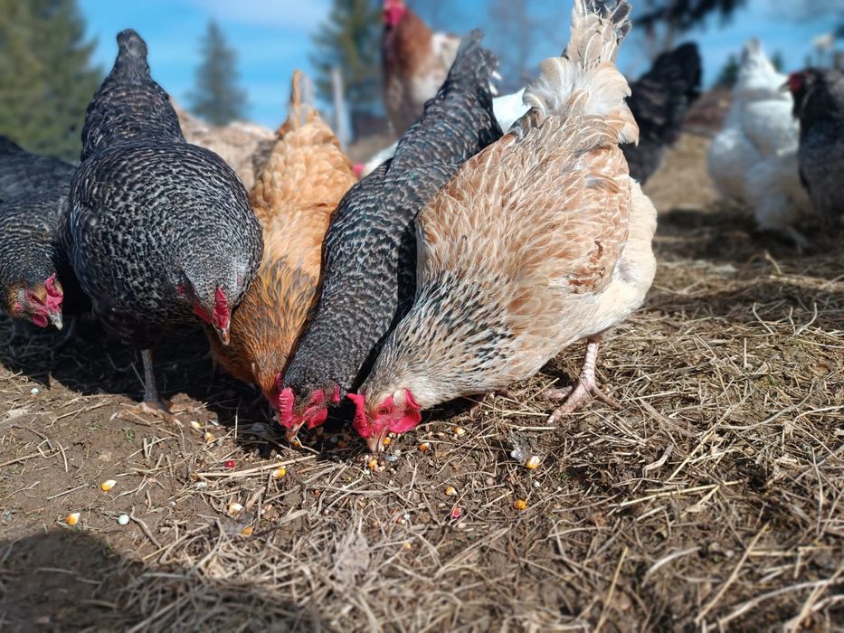 Jaja swojskie ekologiczne