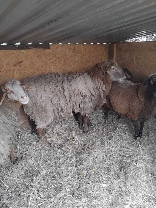 Продам курдючного Барана