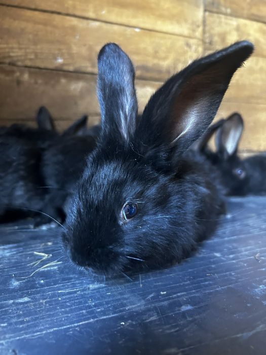 Kroliki mieszane z belgiem