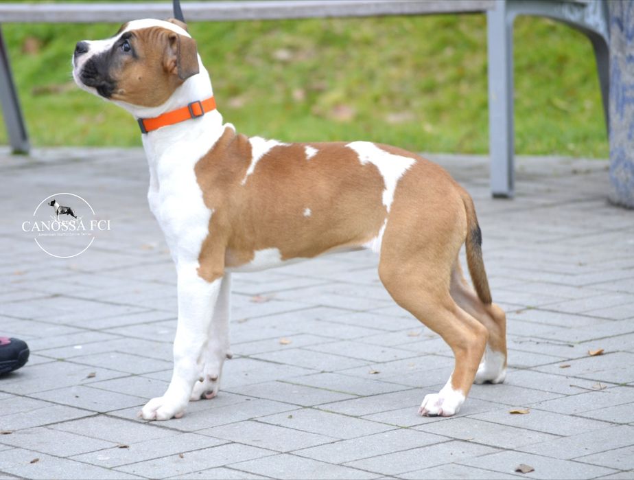 Suczka AmStaff ZKwP/FCI Gotowa do odbioru.