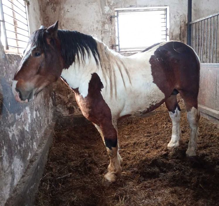 Ogier Zimnokrwisty SROKATY