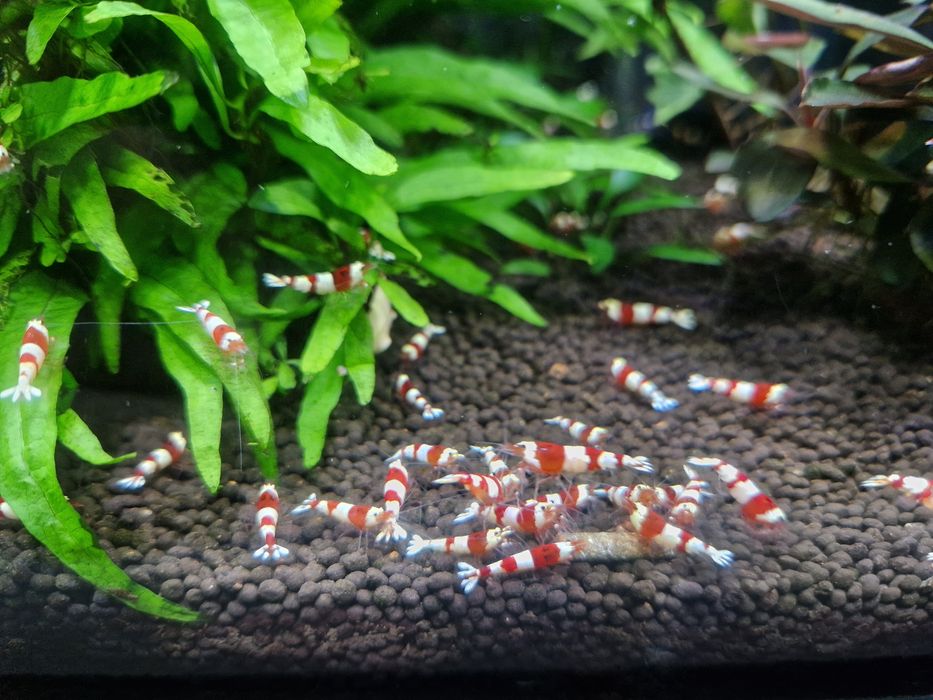 Krewetki caridina PRL PURE Red Line