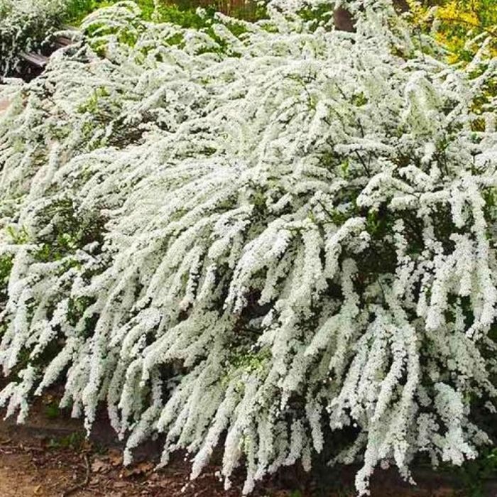 Саджанці спіреї білої ОПТ–Роздріб / Саженцы спиреи белой ОПТ–Розница